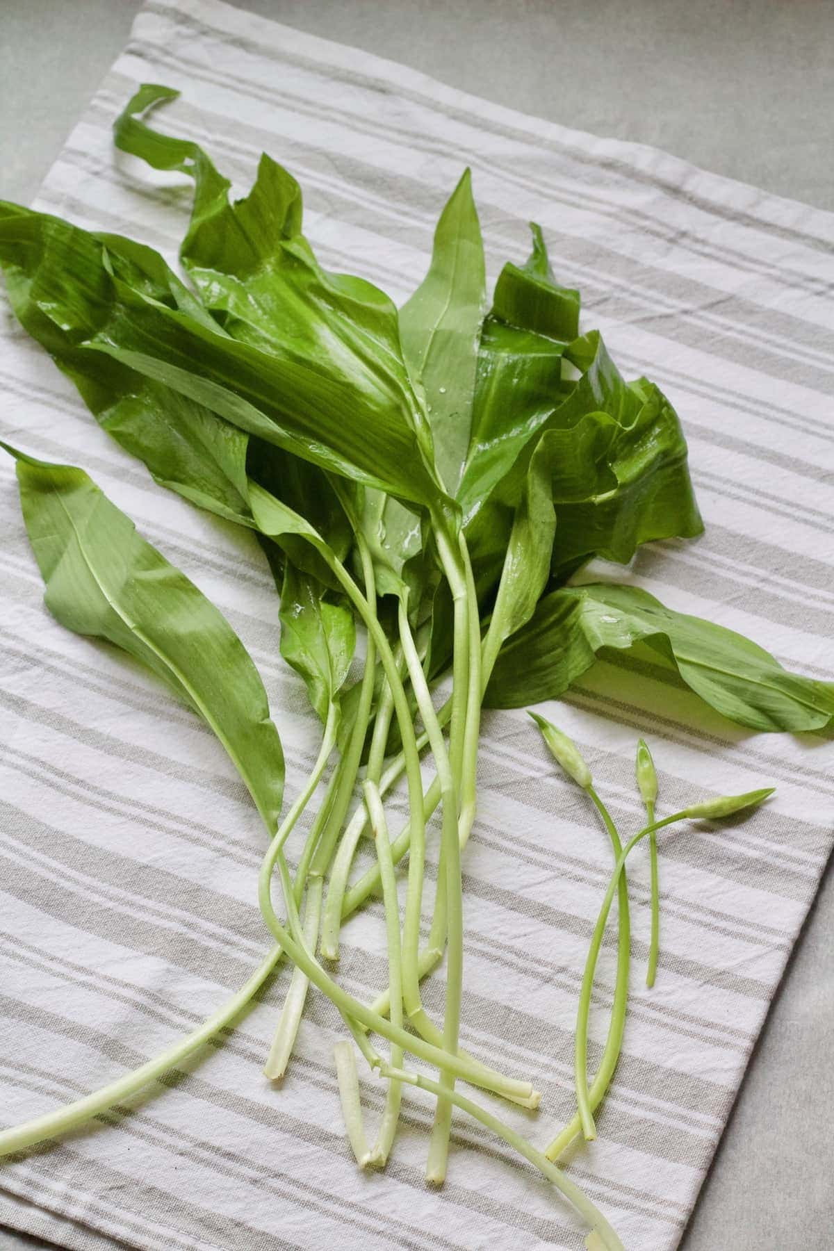 Washed wild garlic on a kitchen towel.