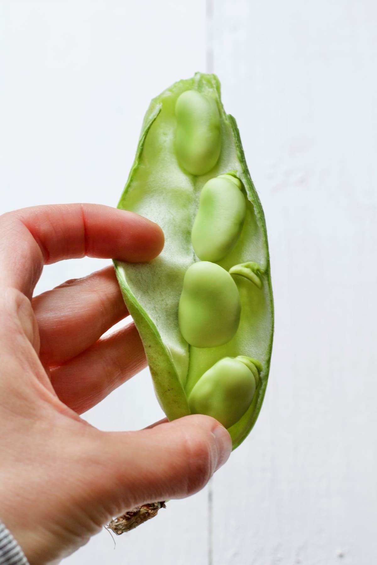 Hand holding open pod with 4 broad beans inside it.