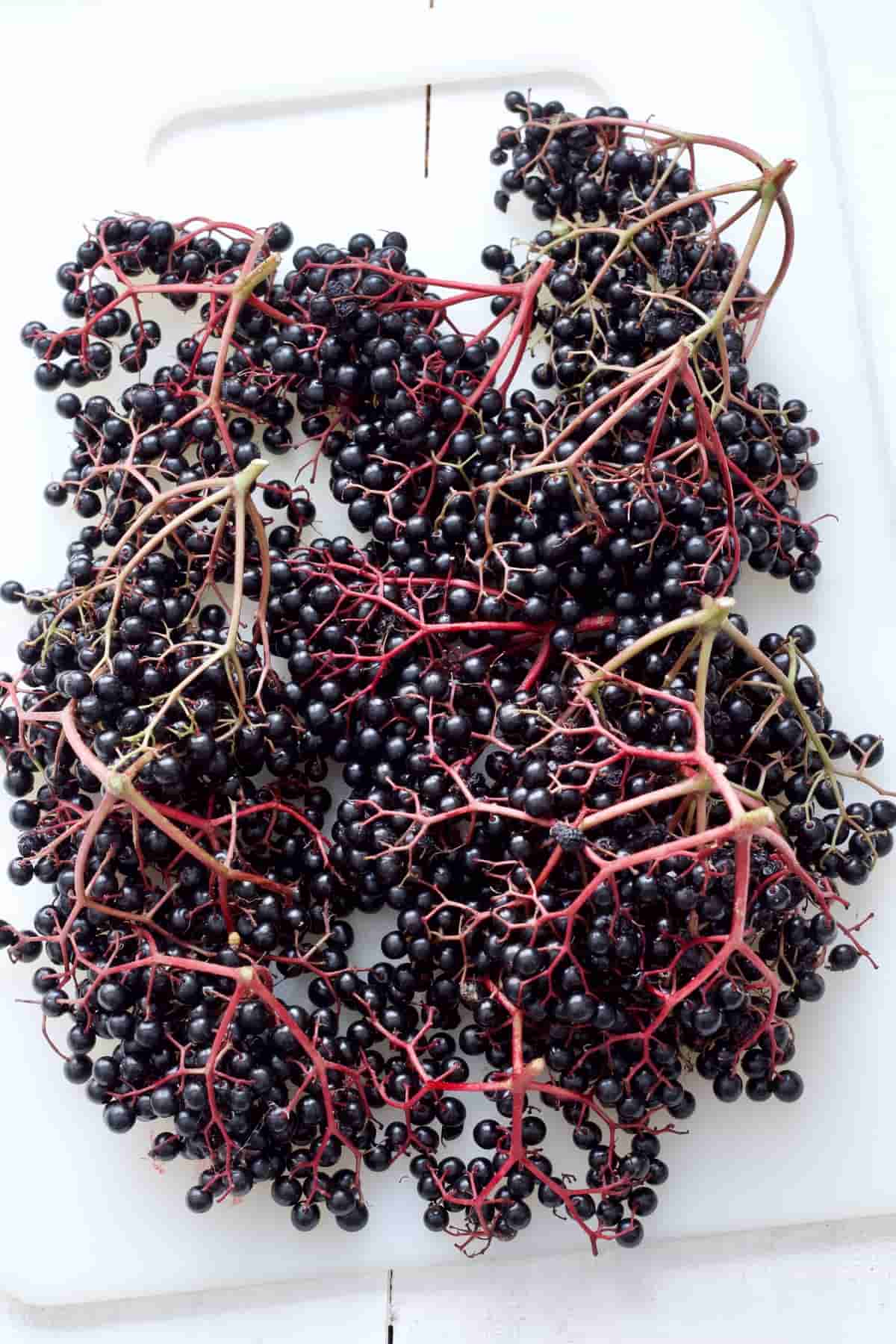 Freshly picked bunches of elderberries.