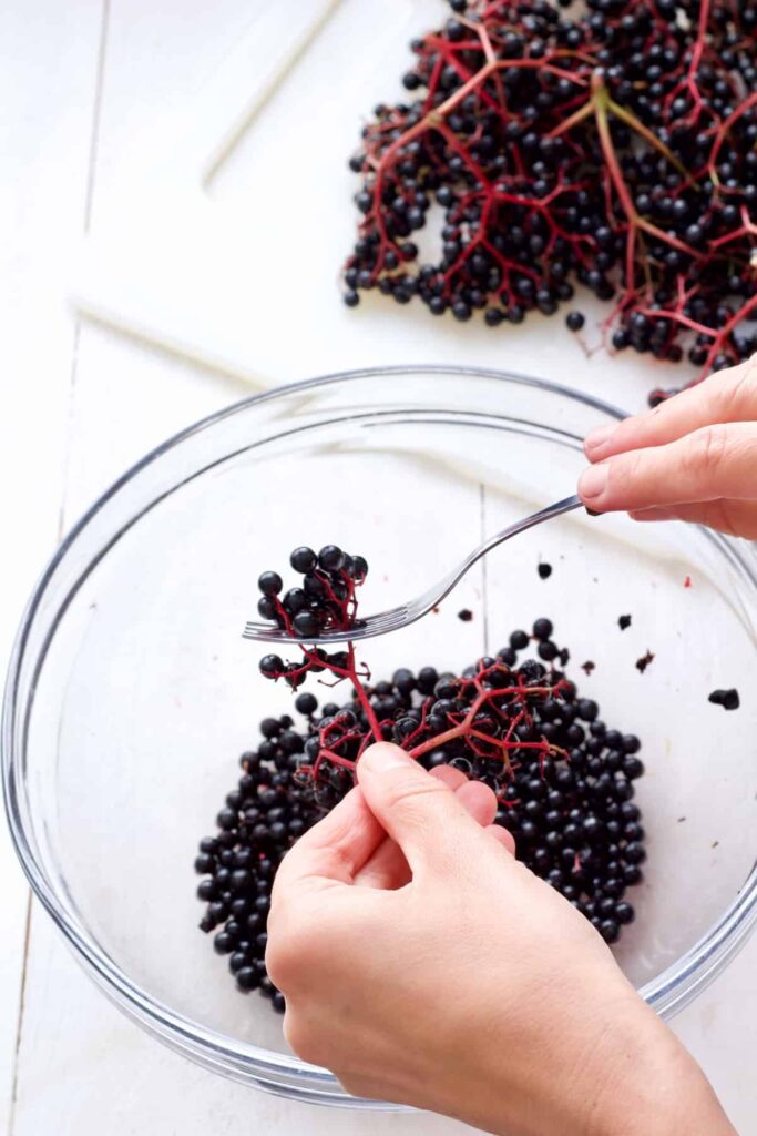 Picking elderberries off the stalks with a fork.