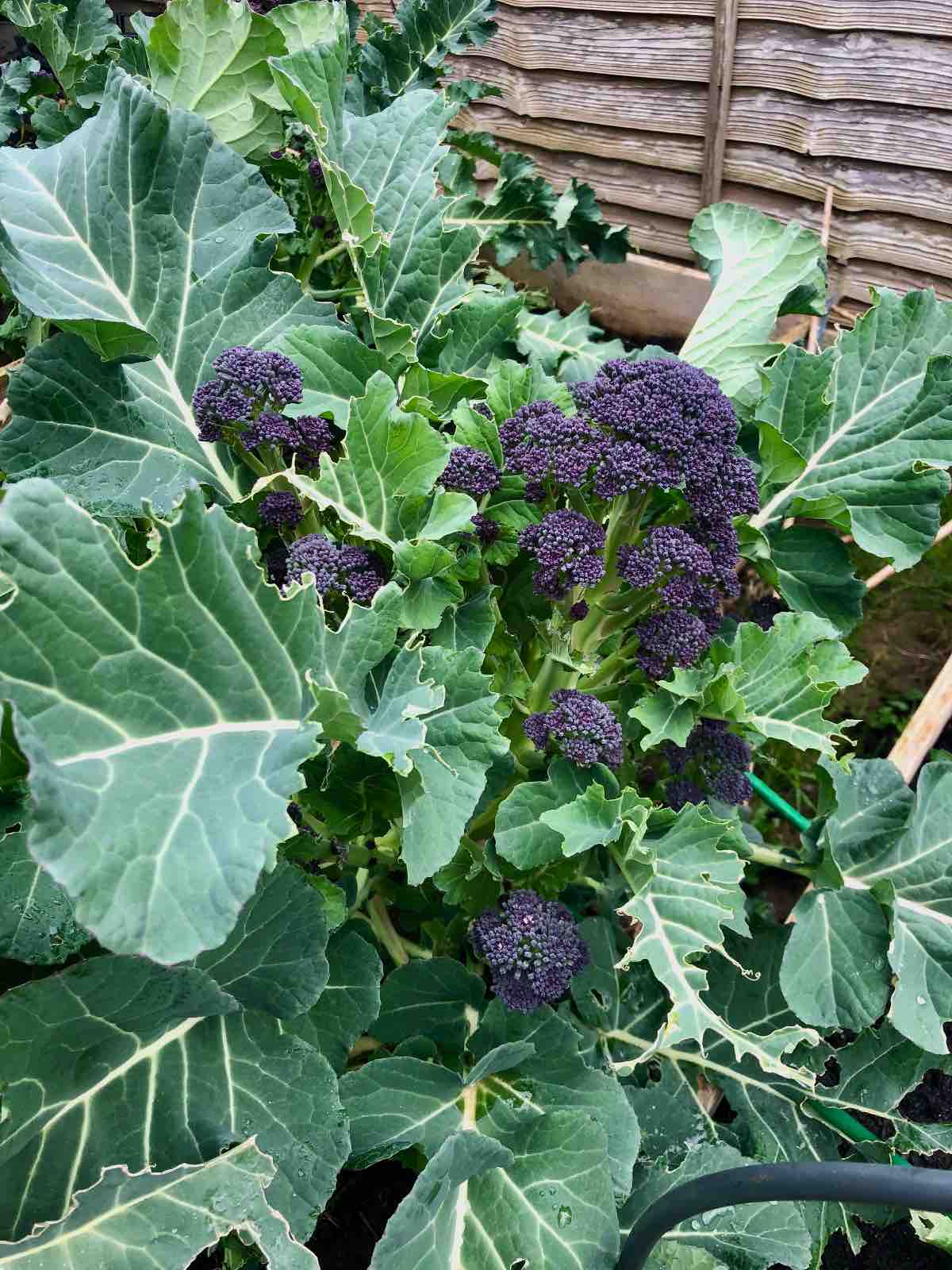 Purple sprouting broccoli plant in the garden.