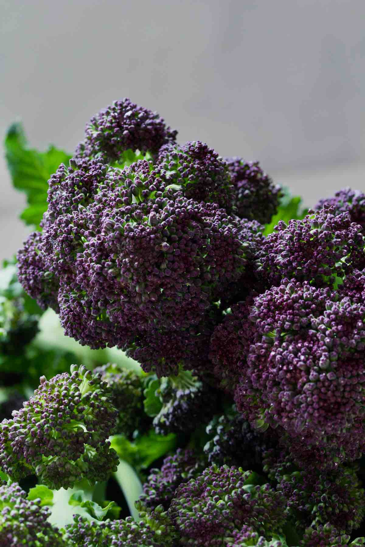 Close up of purple sprouting broccoli head.