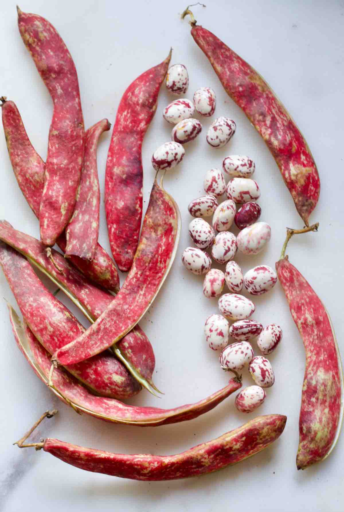 Fresh borlotti beans and pods.