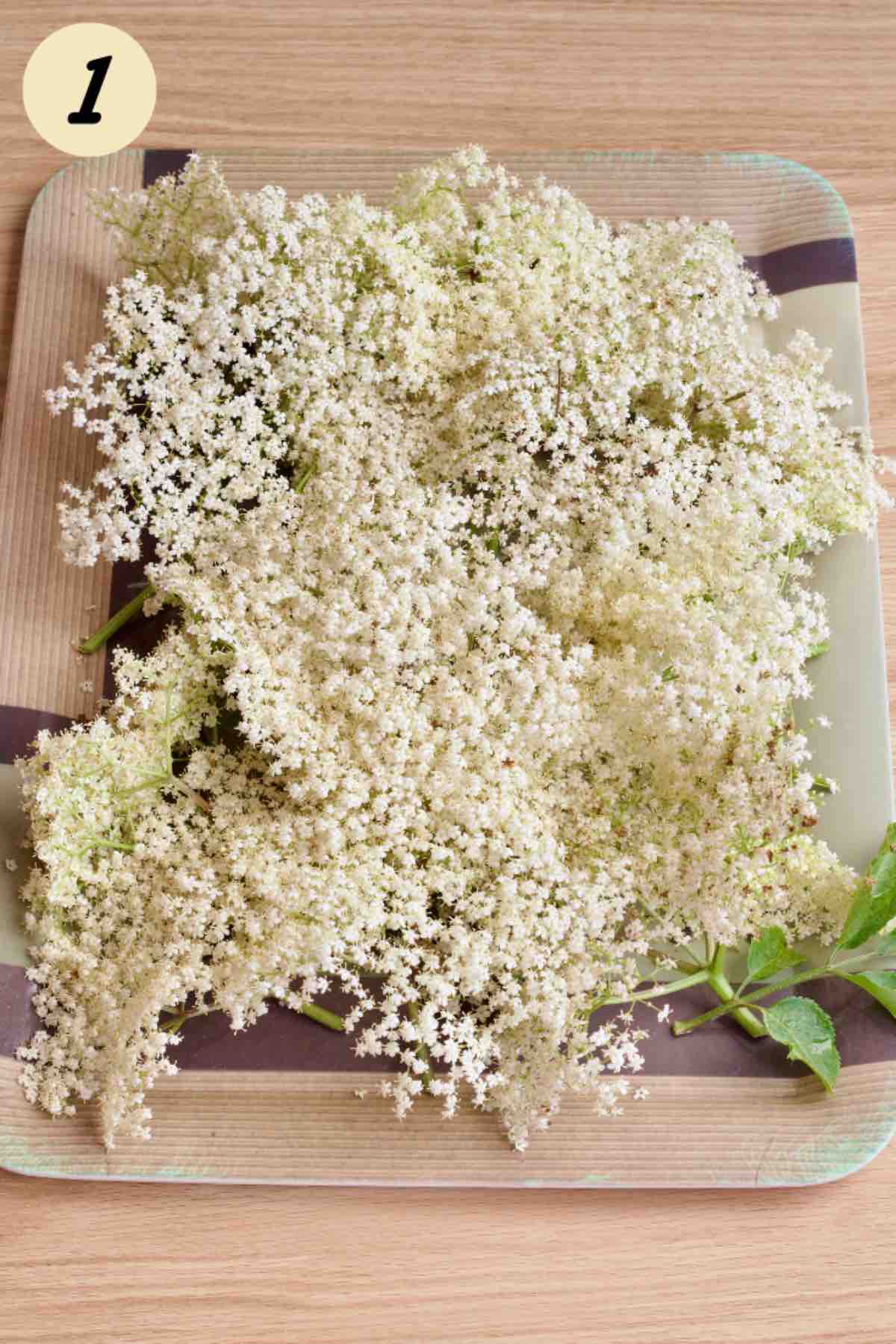 Freshly picked elderflowers on a tray.
