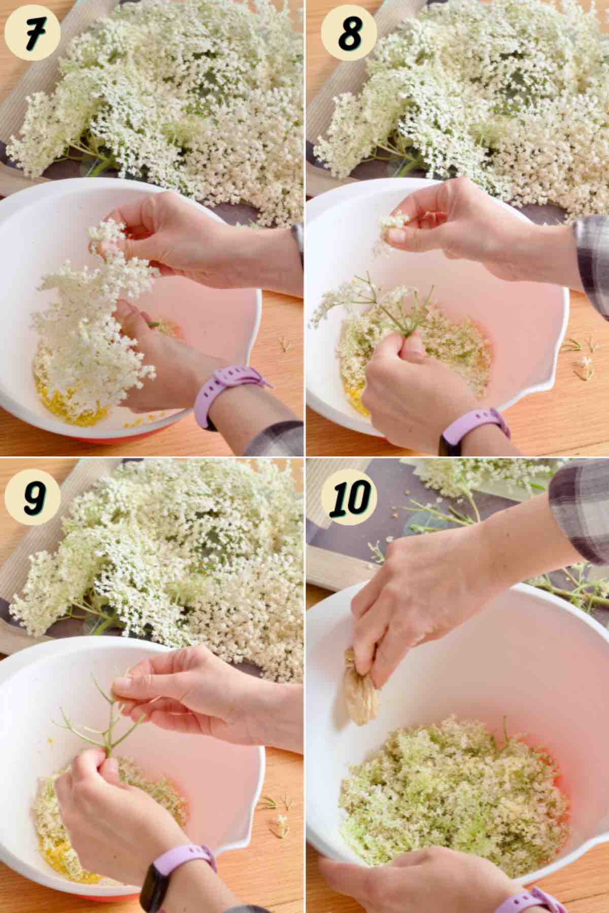 Hands picking elderflowers off the stems.