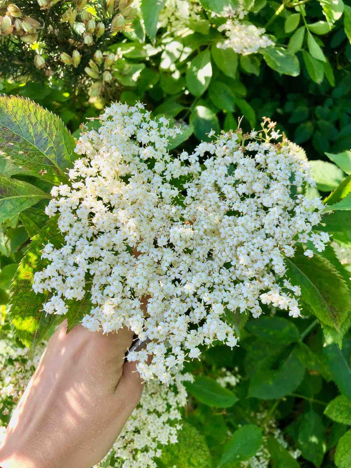 Hand picking elderflowers.