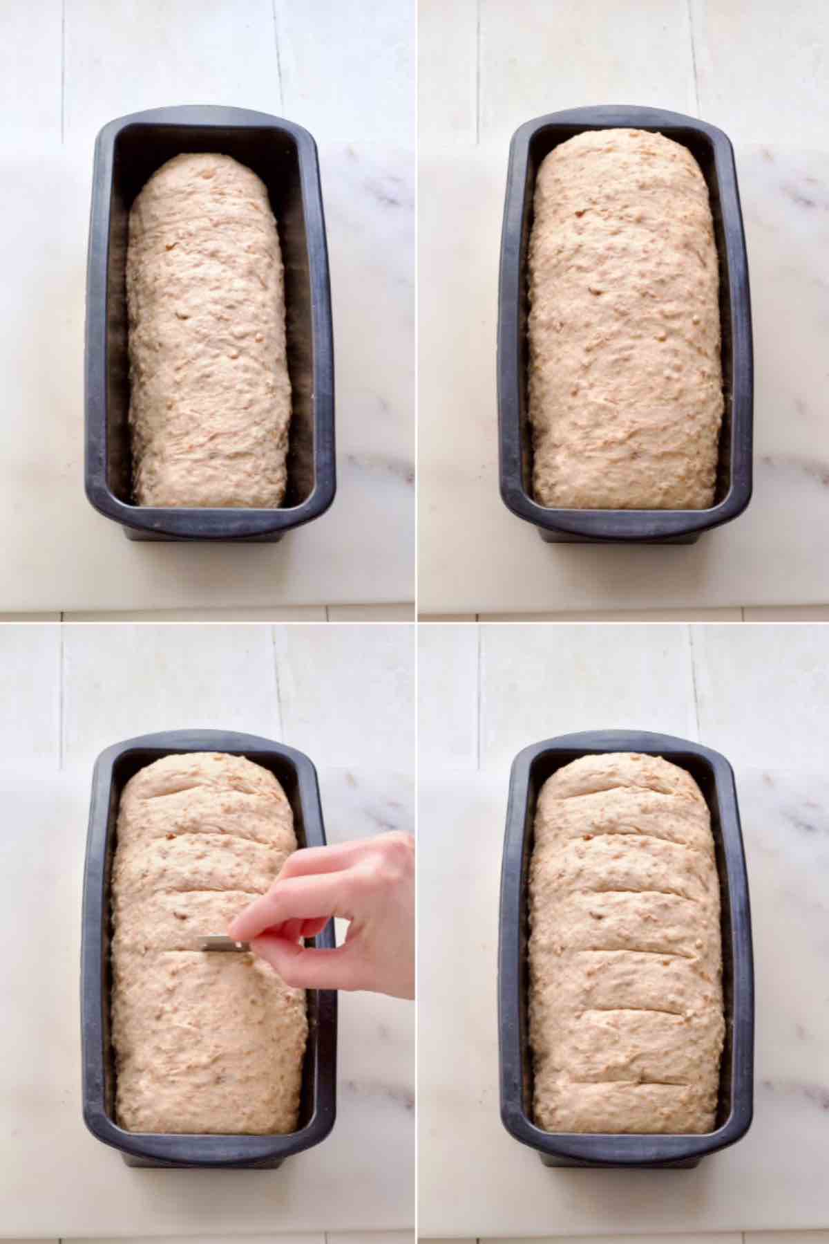 Second proof of shaped loaf and scoring bread before baking.