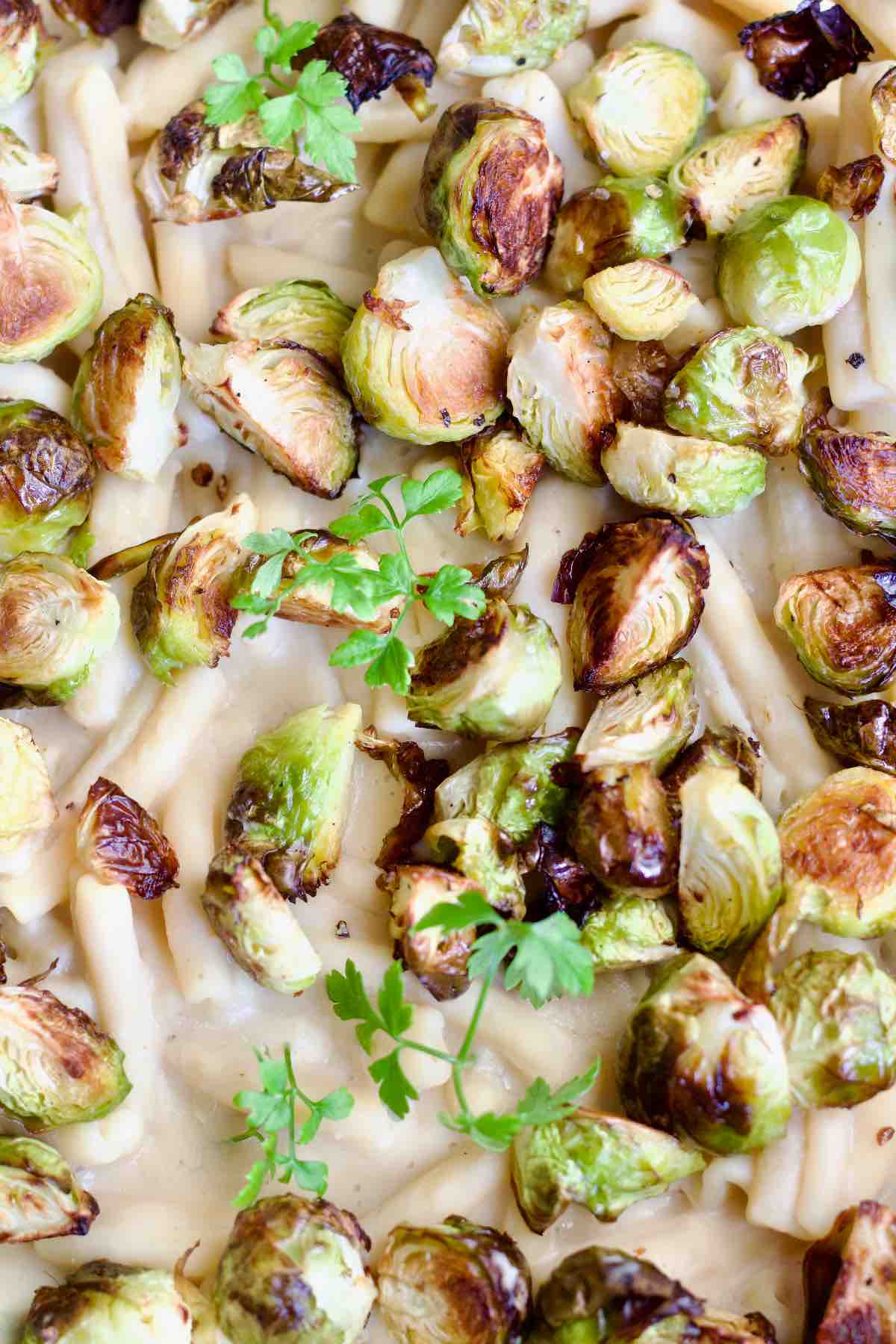 Close up of creamy pasta topped with roasted Brussels sprouts and parsley.