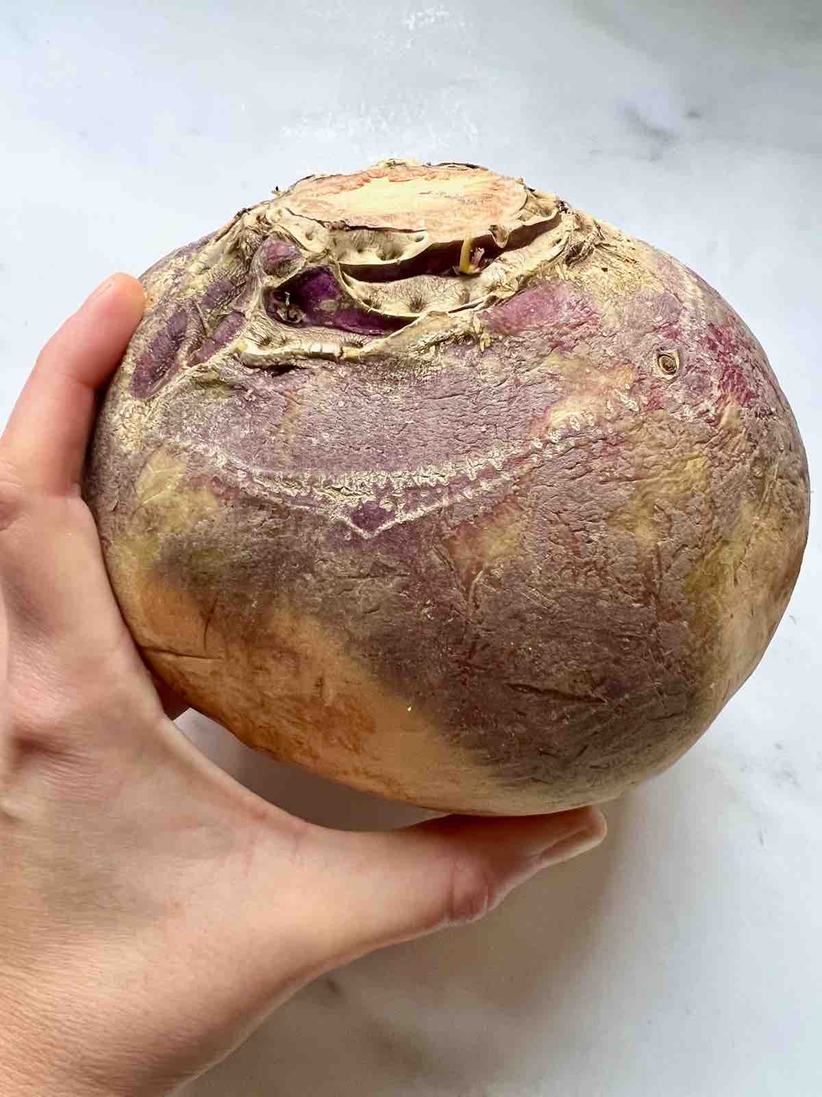 Hand holding swede aka rutabaga.